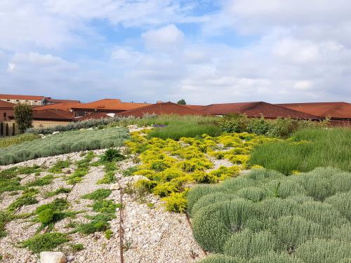 Green roof with drip lines